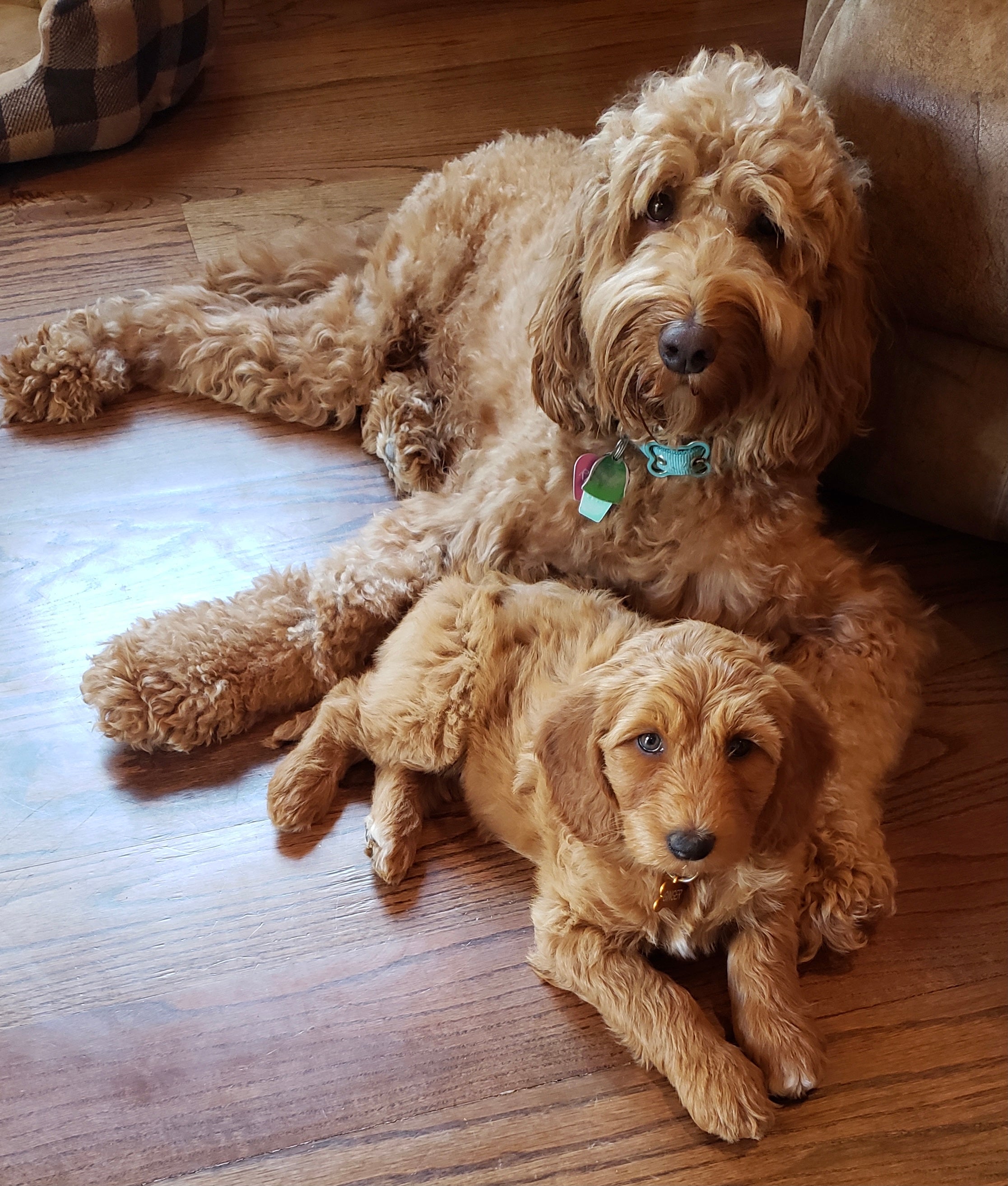 Ginger labradoodle best sale